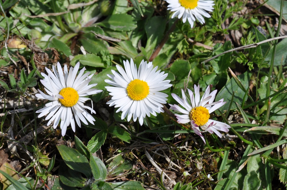 Image of Bellis perennis specimen.