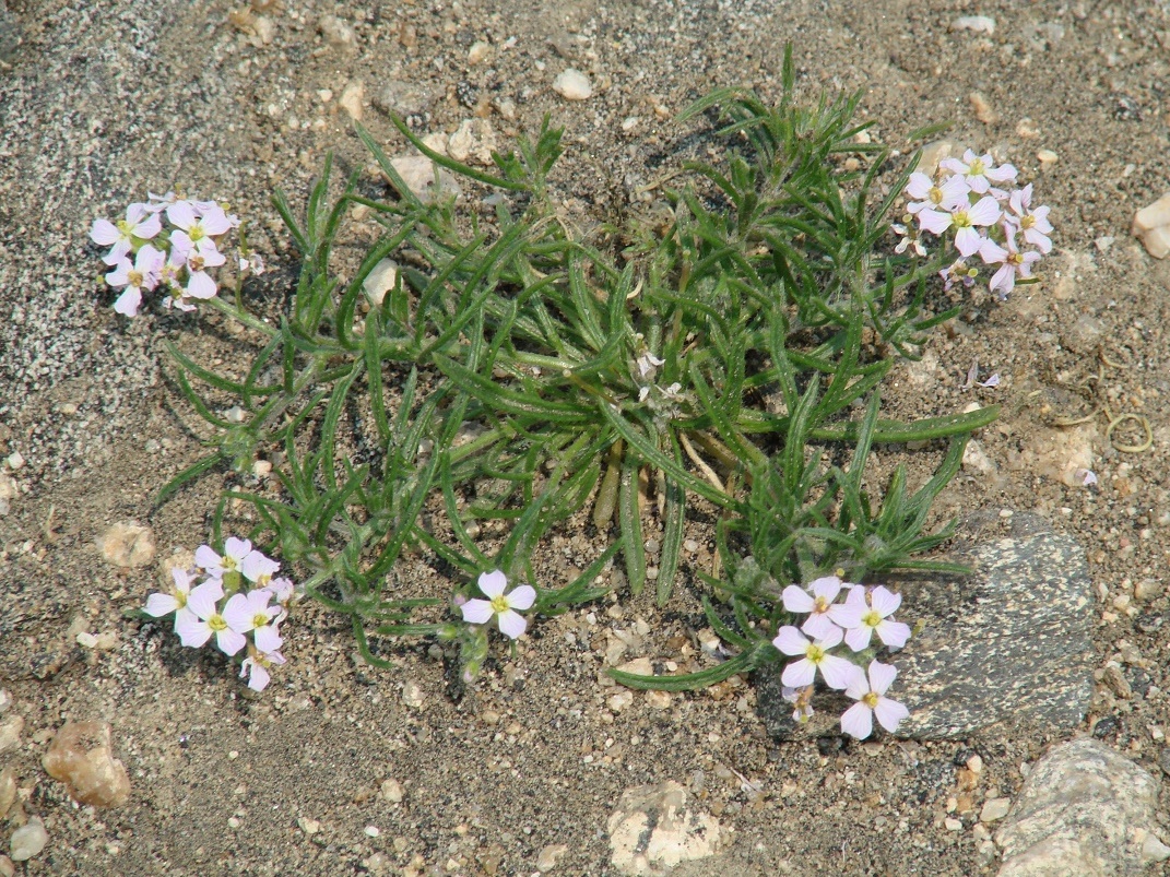 Image of Dontostemon integrifolius specimen.