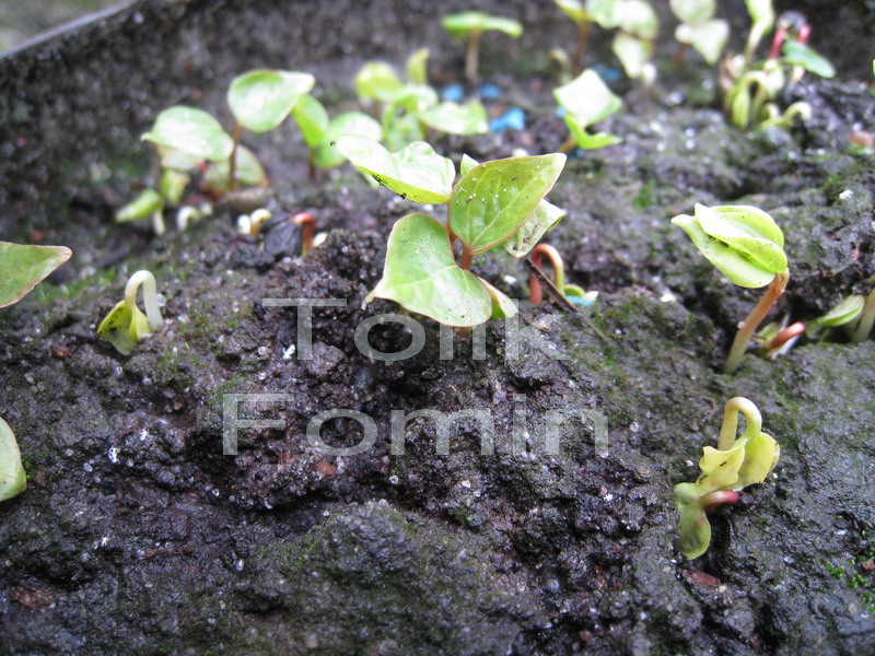 Image of Parthenocissus tricuspidata specimen.