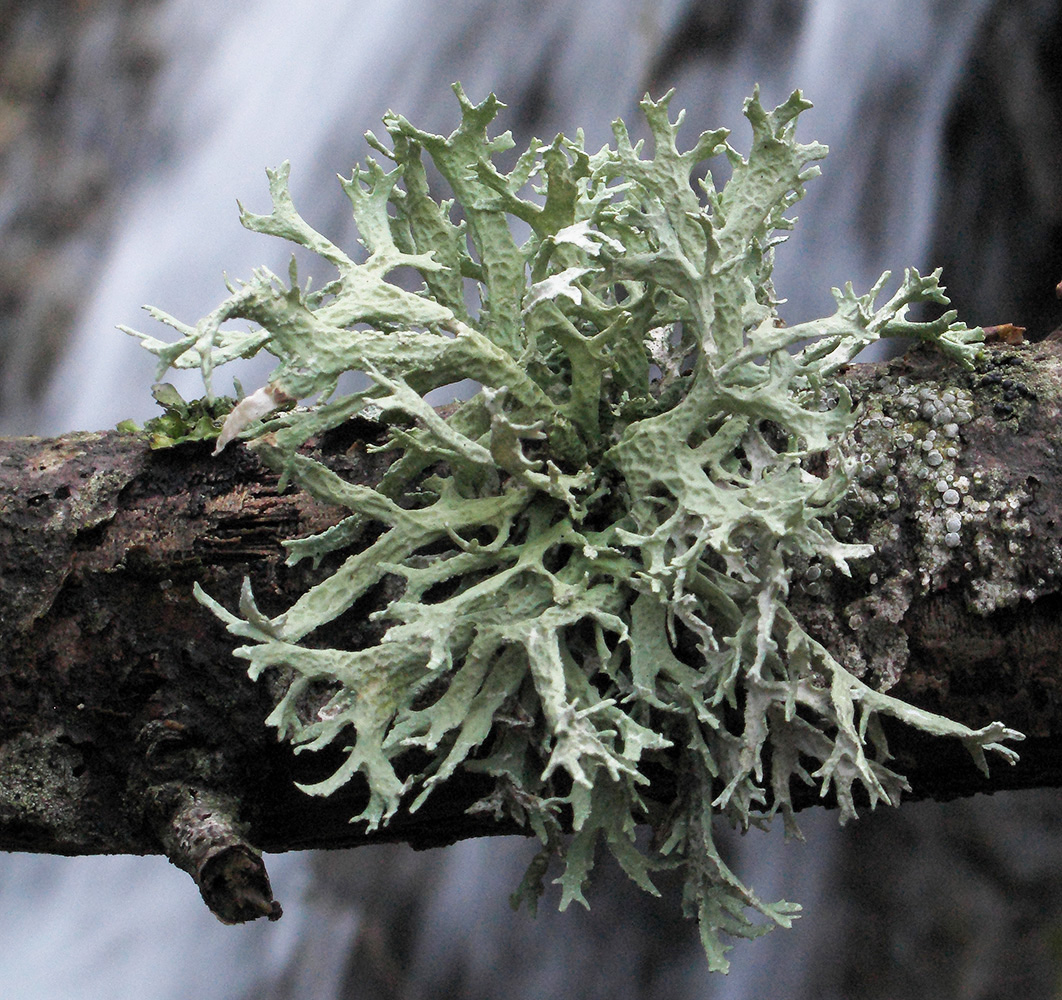 Image of Evernia prunastri specimen.