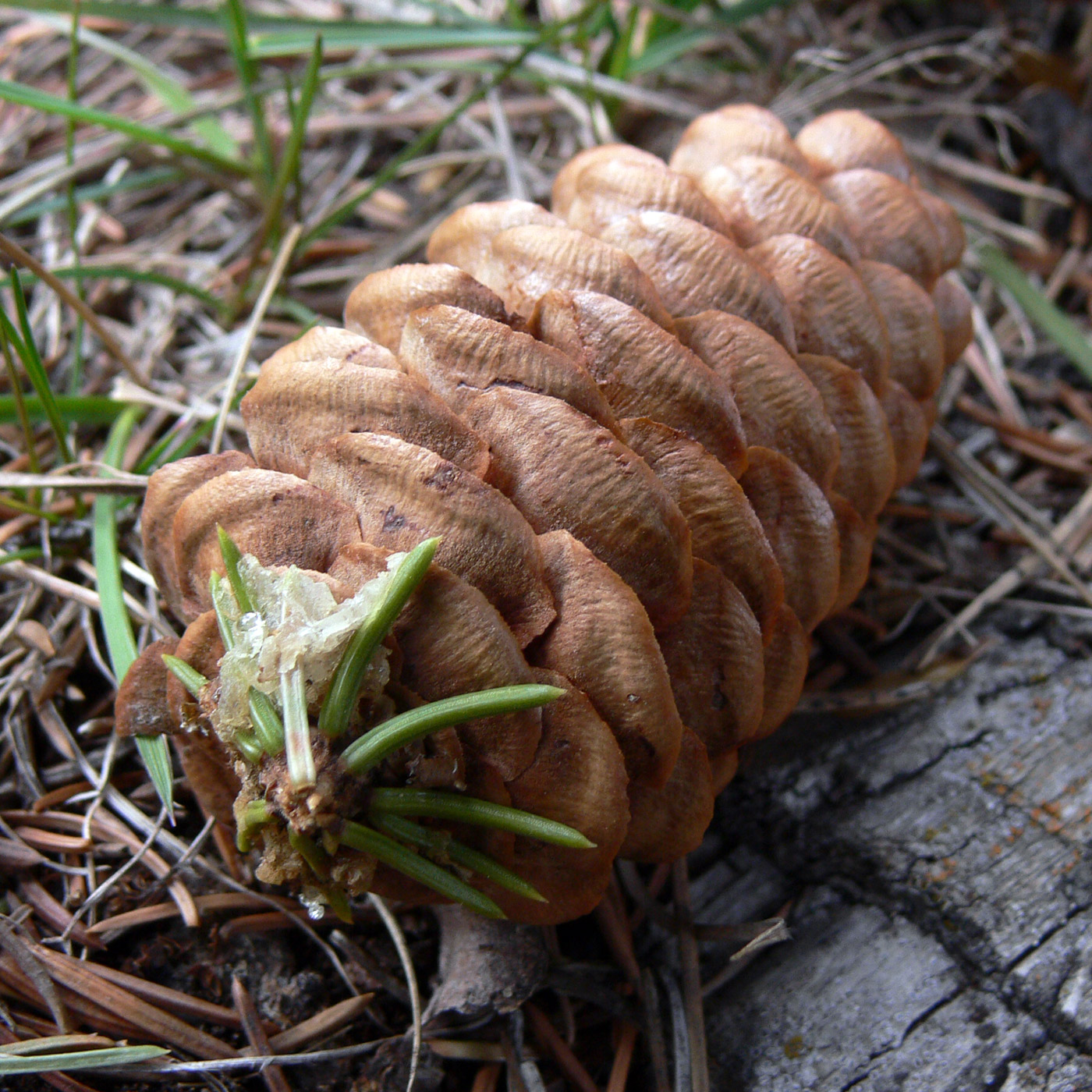 Image of Picea obovata specimen.