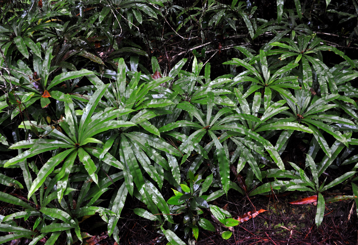 Image of Oleandra pistillaris specimen.