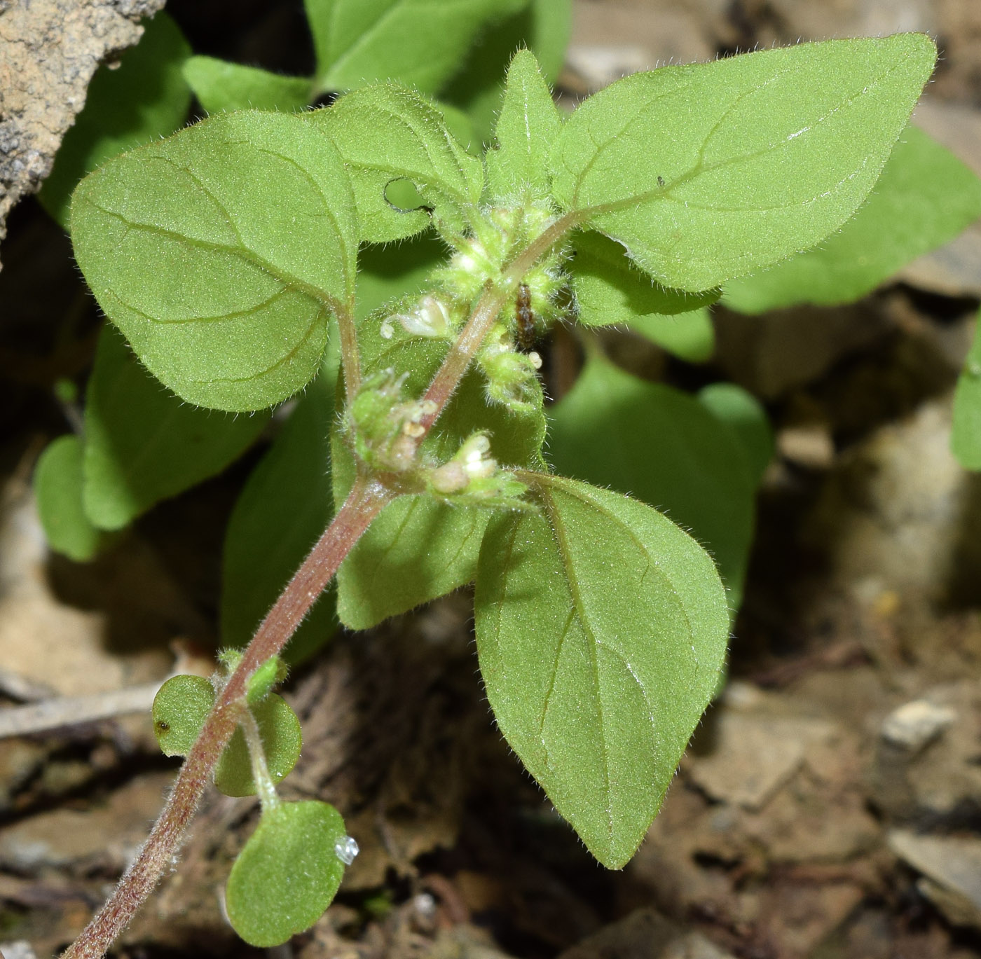 Изображение особи Parietaria chersonensis.