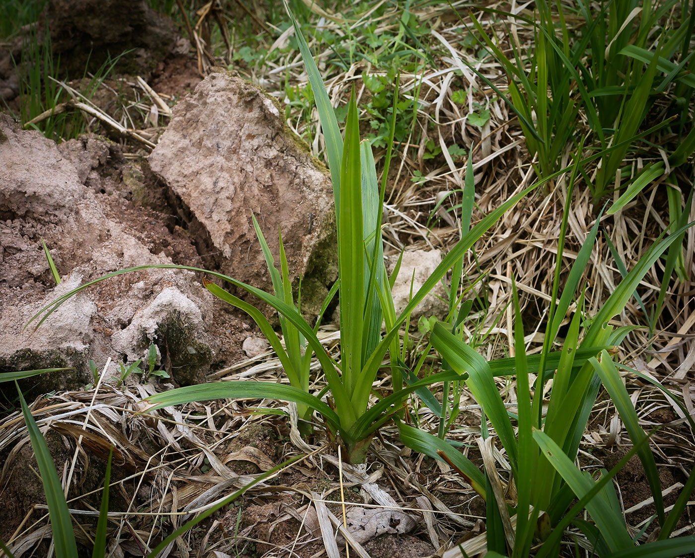 Image of Scirpus sylvaticus specimen.