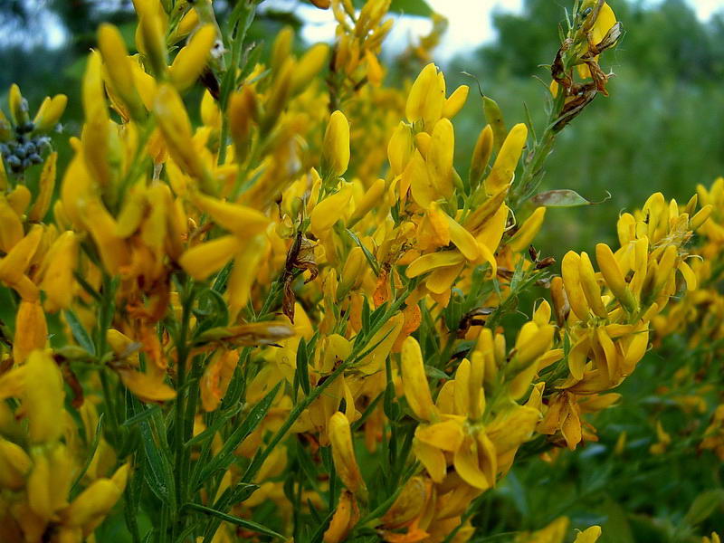 Image of Genista tinctoria specimen.