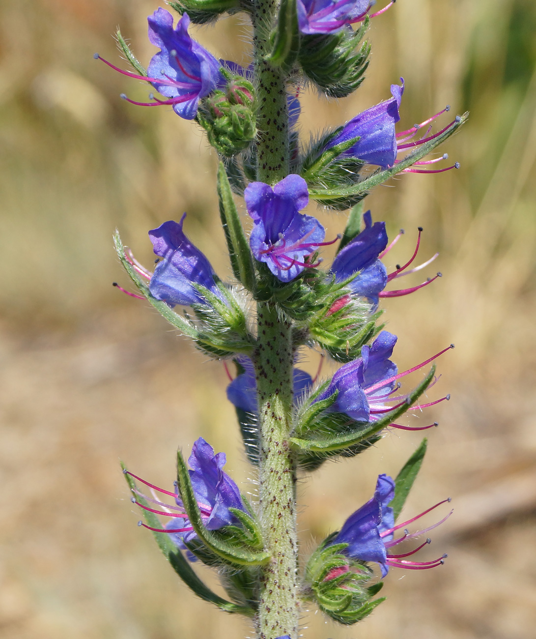 Image of Echium vulgare specimen.