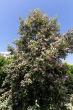 Lagunaria patersonia. Крона цветущего и плодоносящего дерева. Израиль, г. Бат-Ям, в озеленении. 13.05.2018.