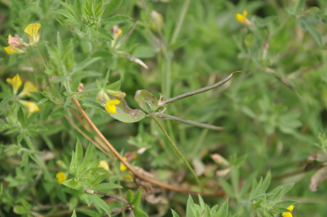 Image of Lotus peregrinus specimen.