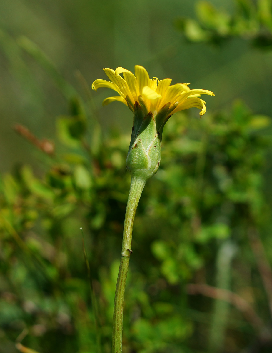 Image of Scorzonera austriaca specimen.