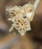 Sphaeralcea grossulariifolia