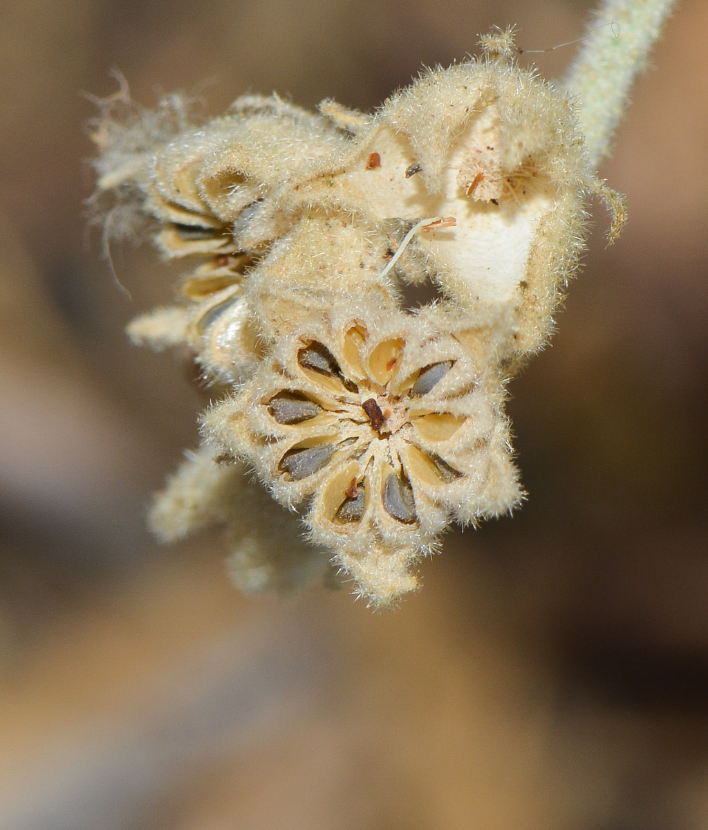 Image of Sphaeralcea grossulariifolia specimen.