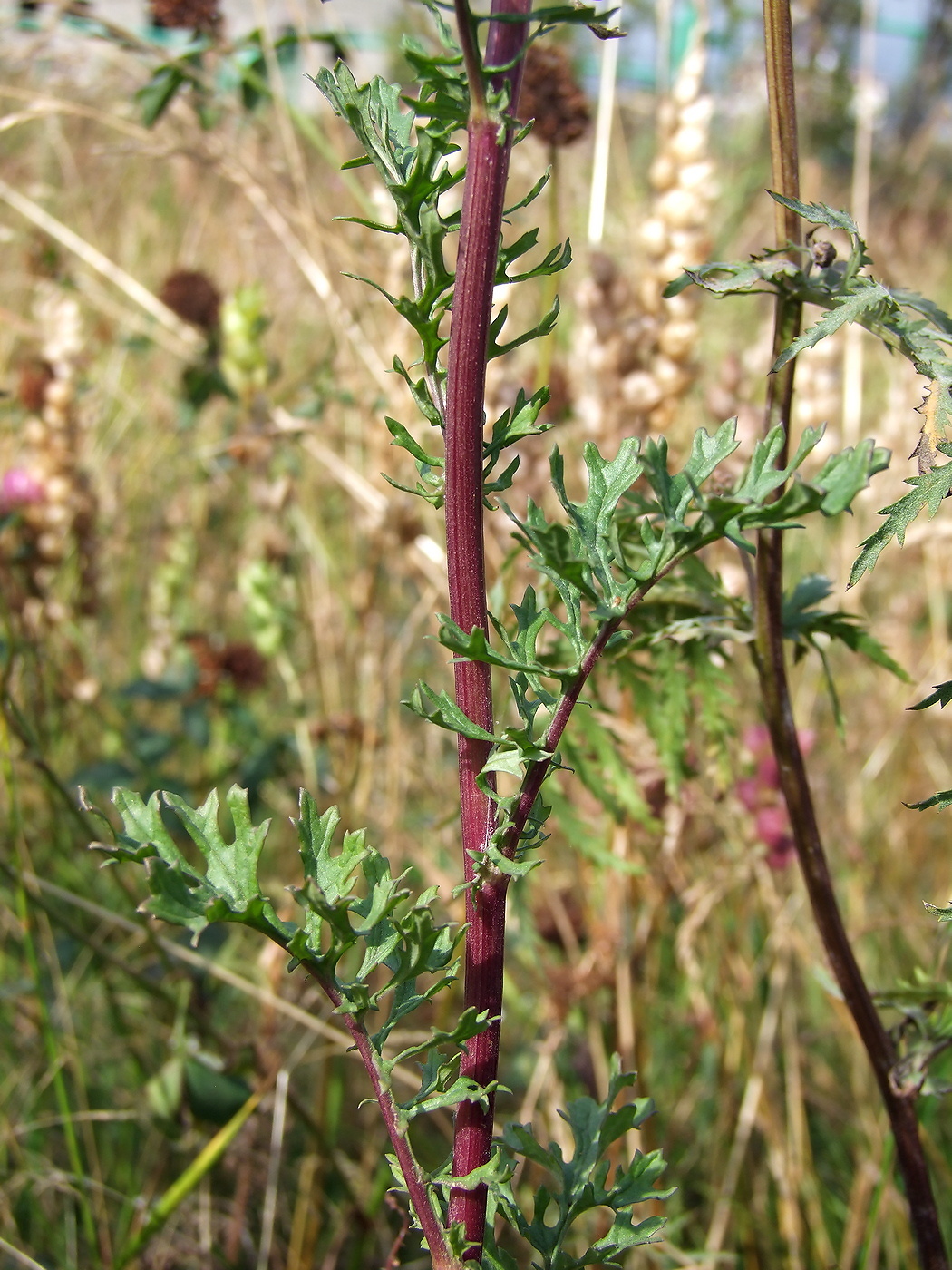 Изображение особи Senecio jacobaea.