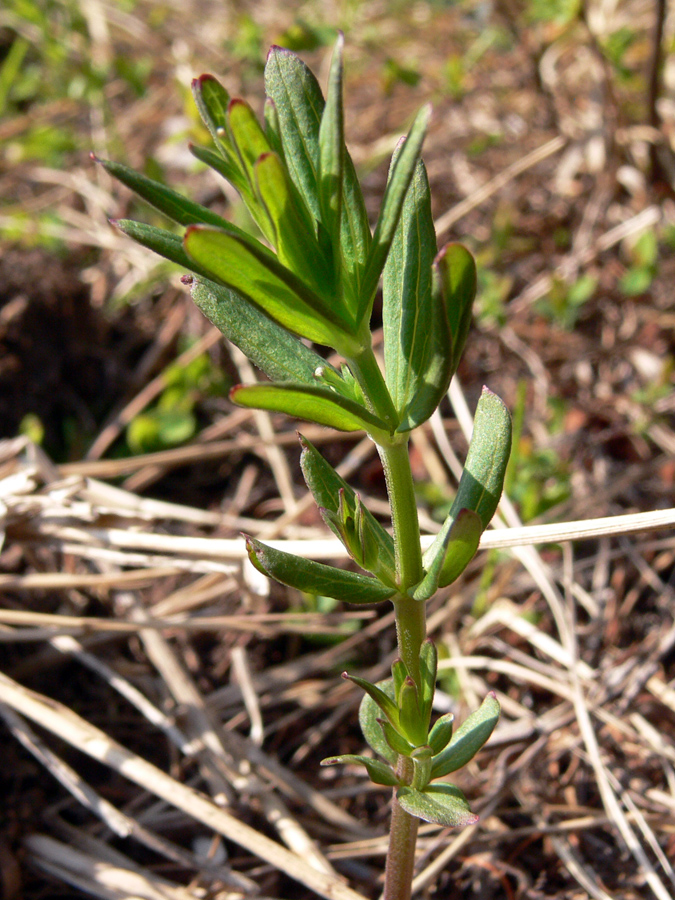 Image of Galium boreale specimen.