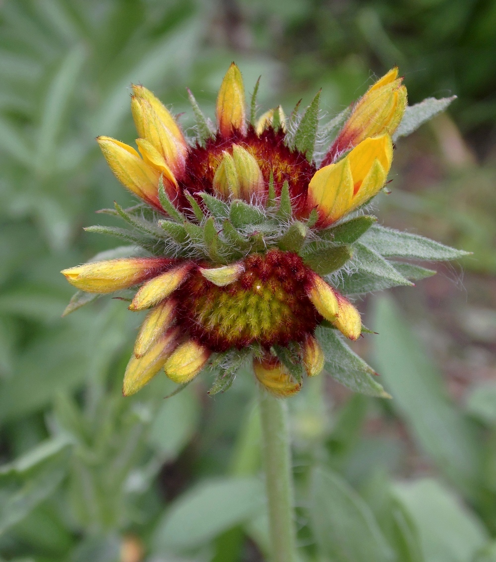 Image of genus Gaillardia specimen.