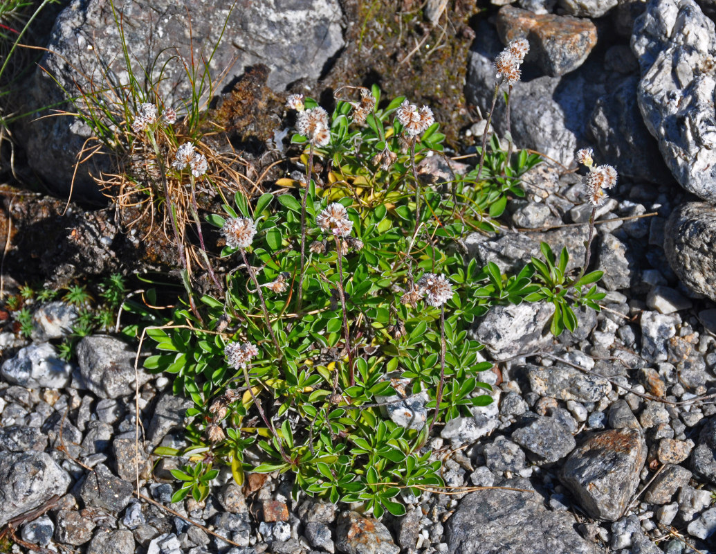 Image of Antennaria dioica specimen.