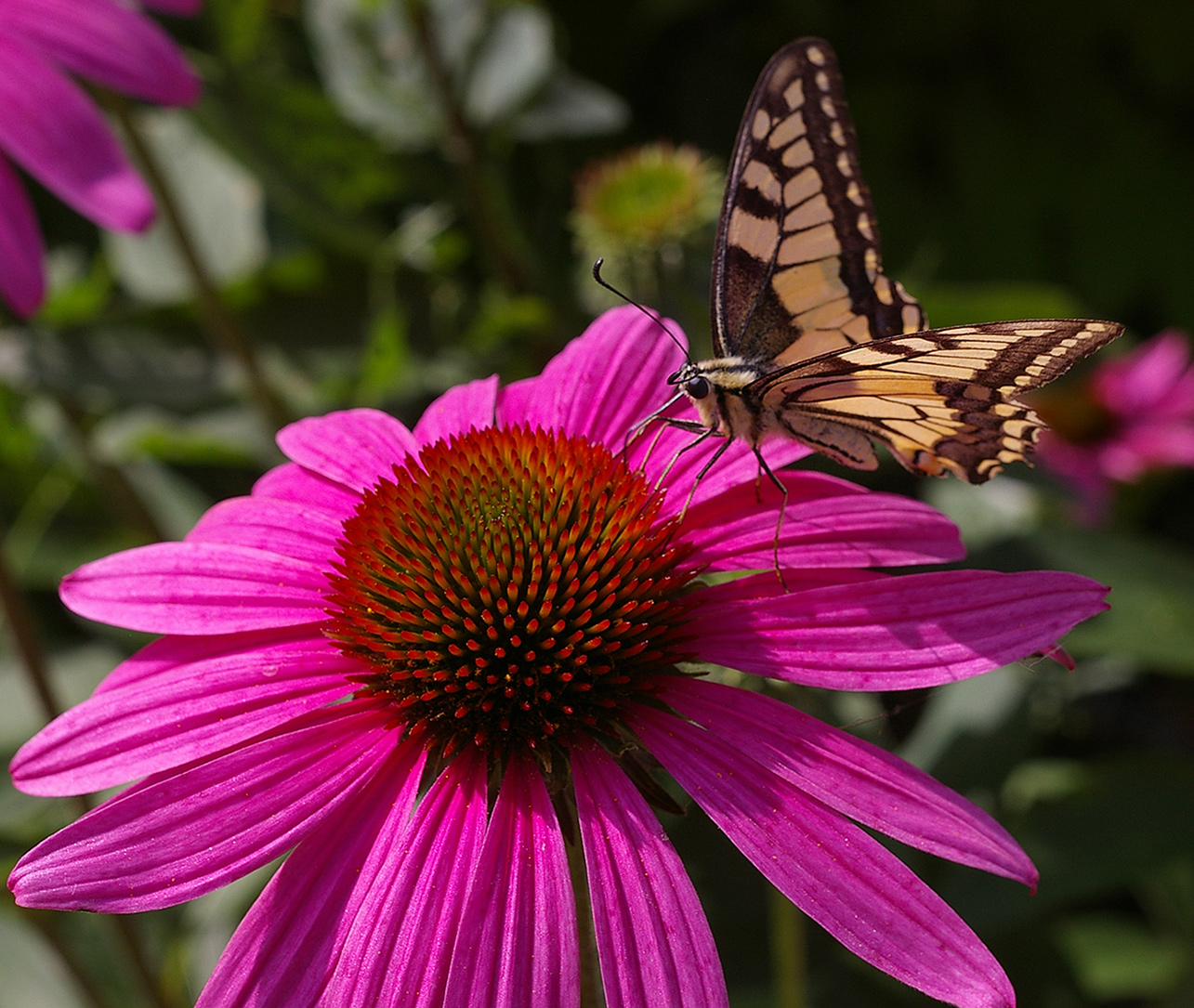 Image of Echinacea purpurea specimen.