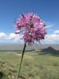 Allium subspecies glaucum