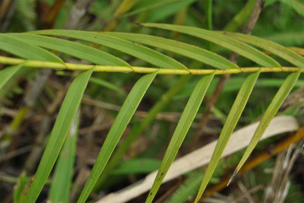 Image of Arundina graminifolia specimen.