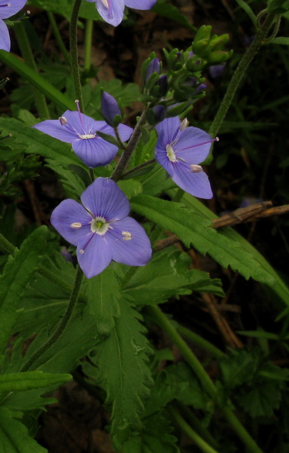 Image of Veronica krylovii specimen.