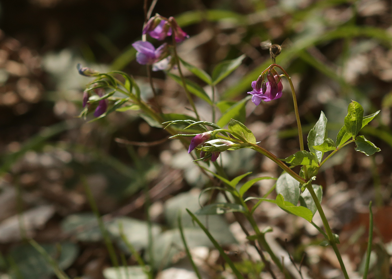 Image of Lathyrus vernus specimen.