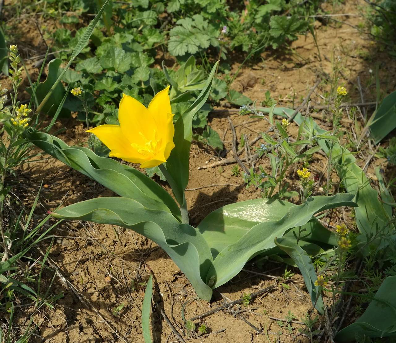 Изображение особи Tulipa suaveolens.