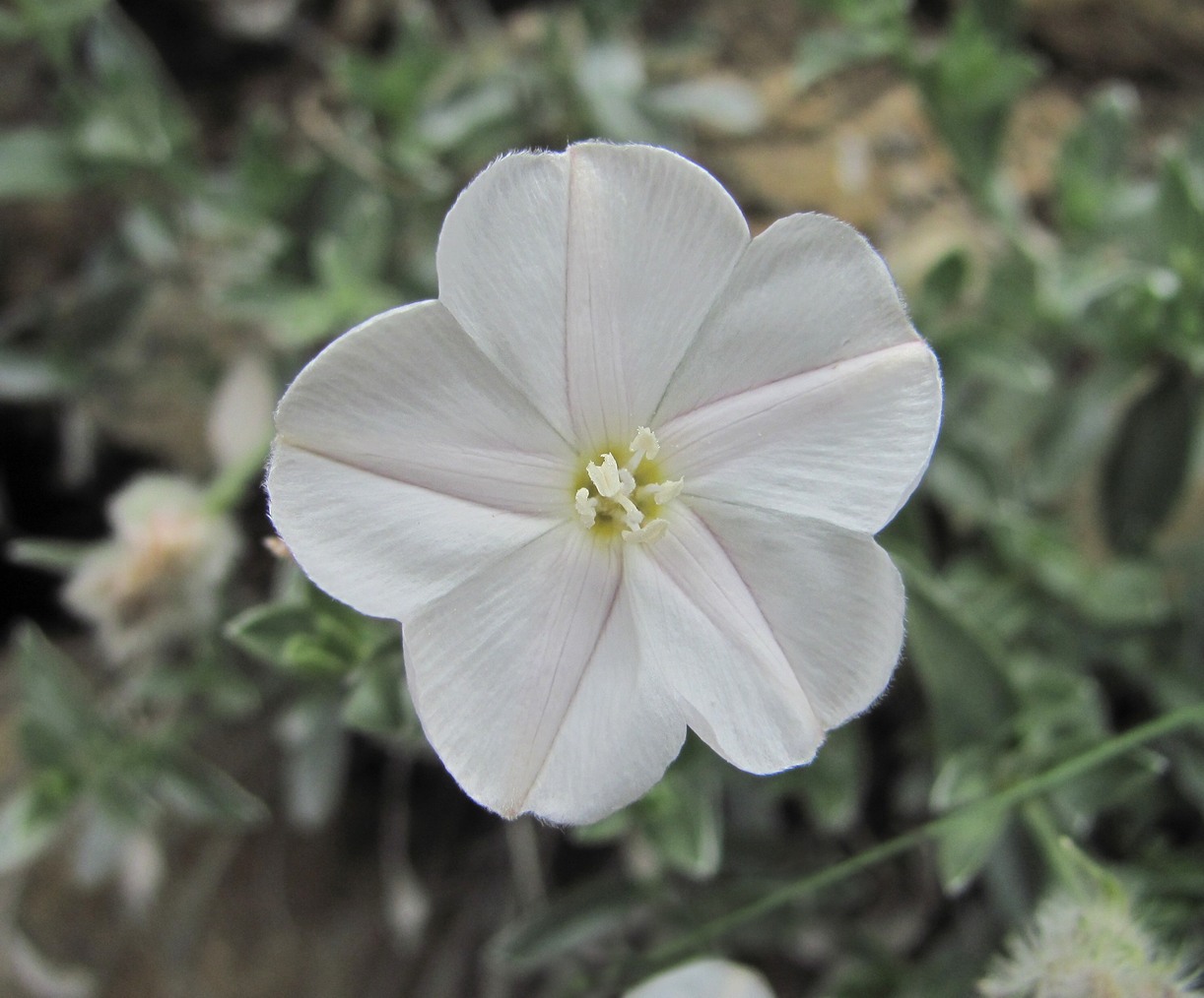 Image of Convolvulus ruprechtii specimen.