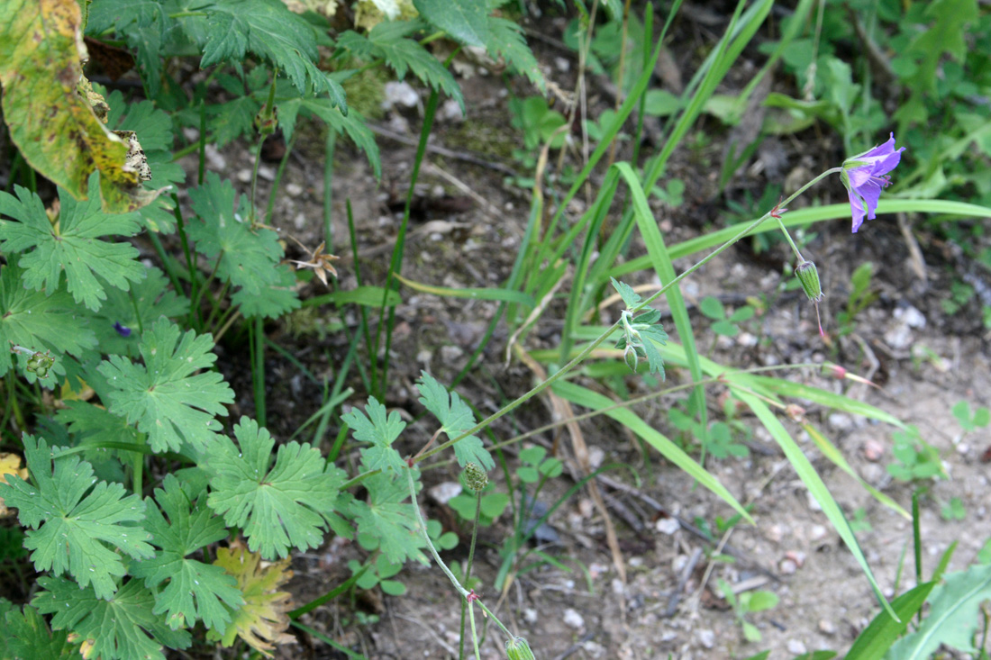 Image of Geranium ferganense specimen.