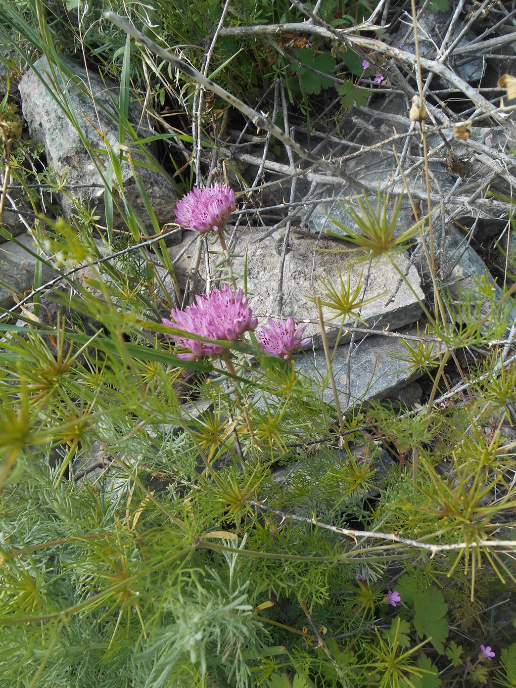 Изображение особи род Pseudosedum.