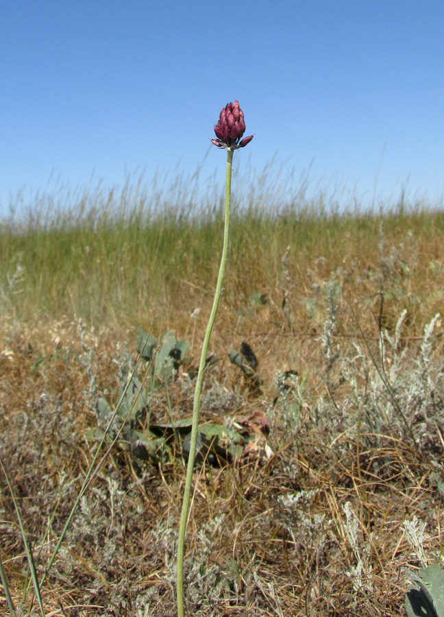 Изображение особи Allium regelianum.