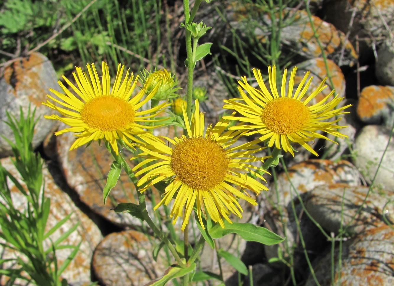 Изображение особи Inula britannica.