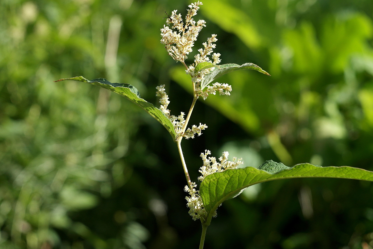 Изображение особи Aconogonon weyrichii.