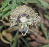 Aster serpentimontanus. Соплодие. Челябинская обл., Кизильский р-н, окр. с. Богдановское, долина р. Урал, вытоптанная скотом каменистая степь. 14 июня 2019 г.