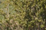 Juniperus oblonga. Ветвь с незрелыми шишкоягодами. Грузия, край Самцхе-Джавахети, окр. села Цкордза, вершина горы. 27.04.2019.