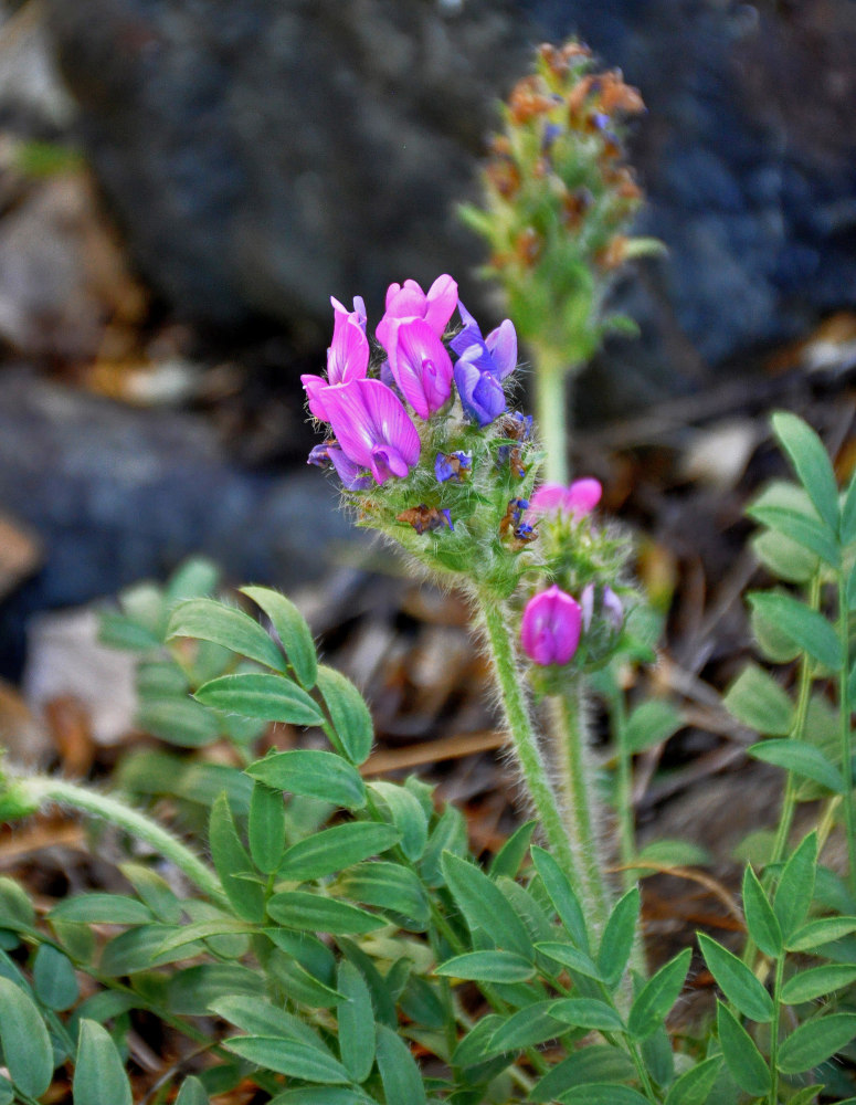 Image of Oxytropis strobilacea specimen.