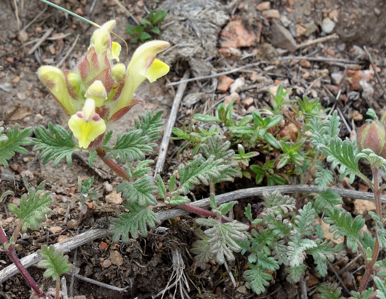 Изображение особи Scutellaria przewalskii.