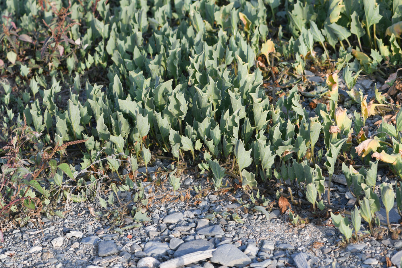 Image of Exodeconus maritima specimen.