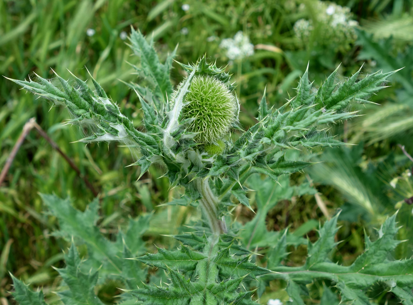 Image of Echinops tricholepis specimen.