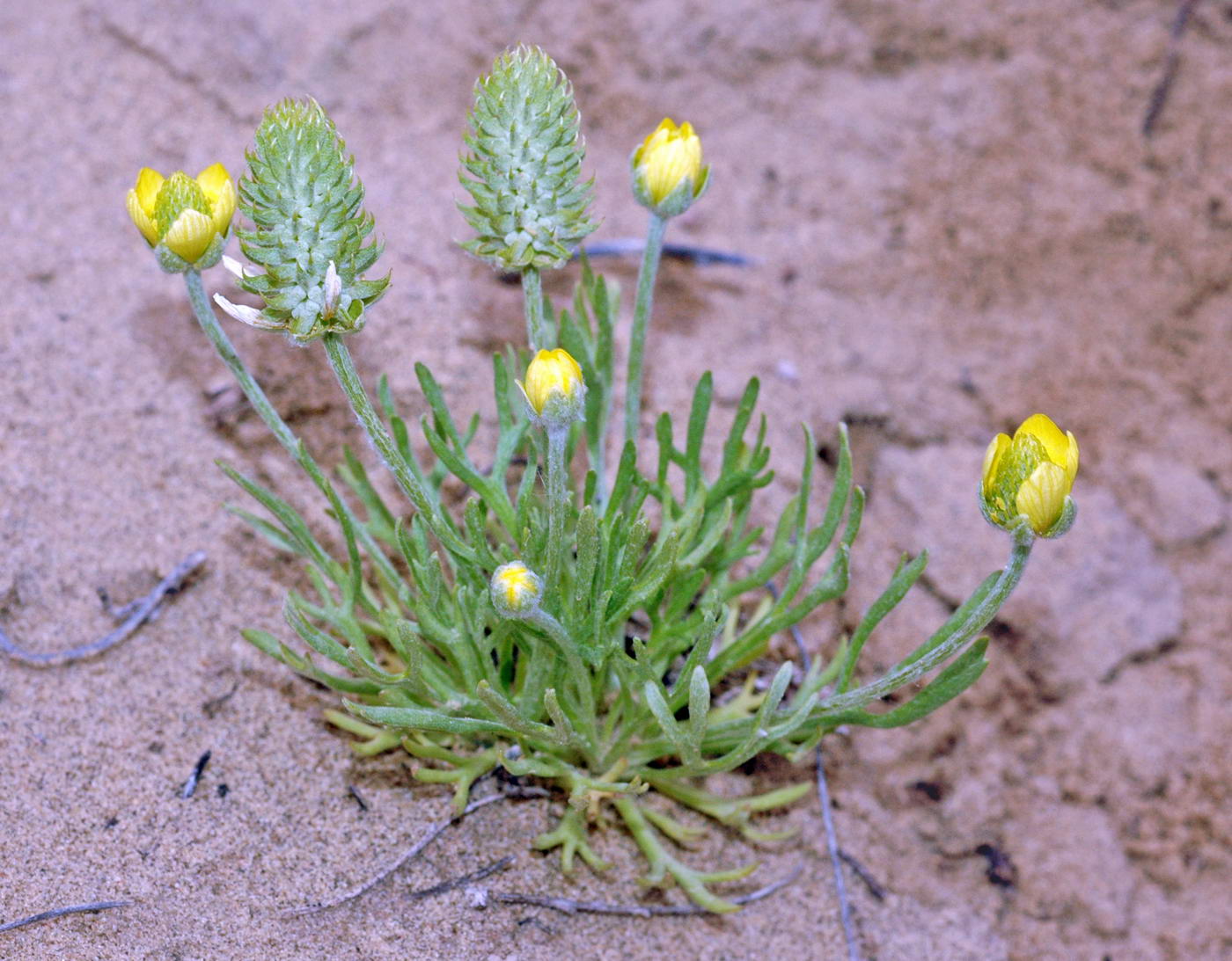 Image of Ceratocephala falcata specimen.