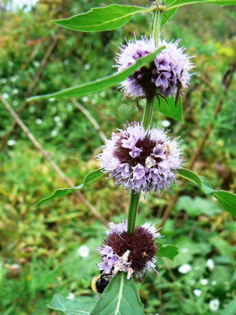 Image of Mentha canadensis specimen.