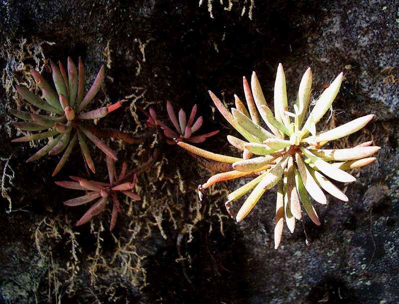 Изображение особи Oxalis sanmiguelii ssp. urubambensis.