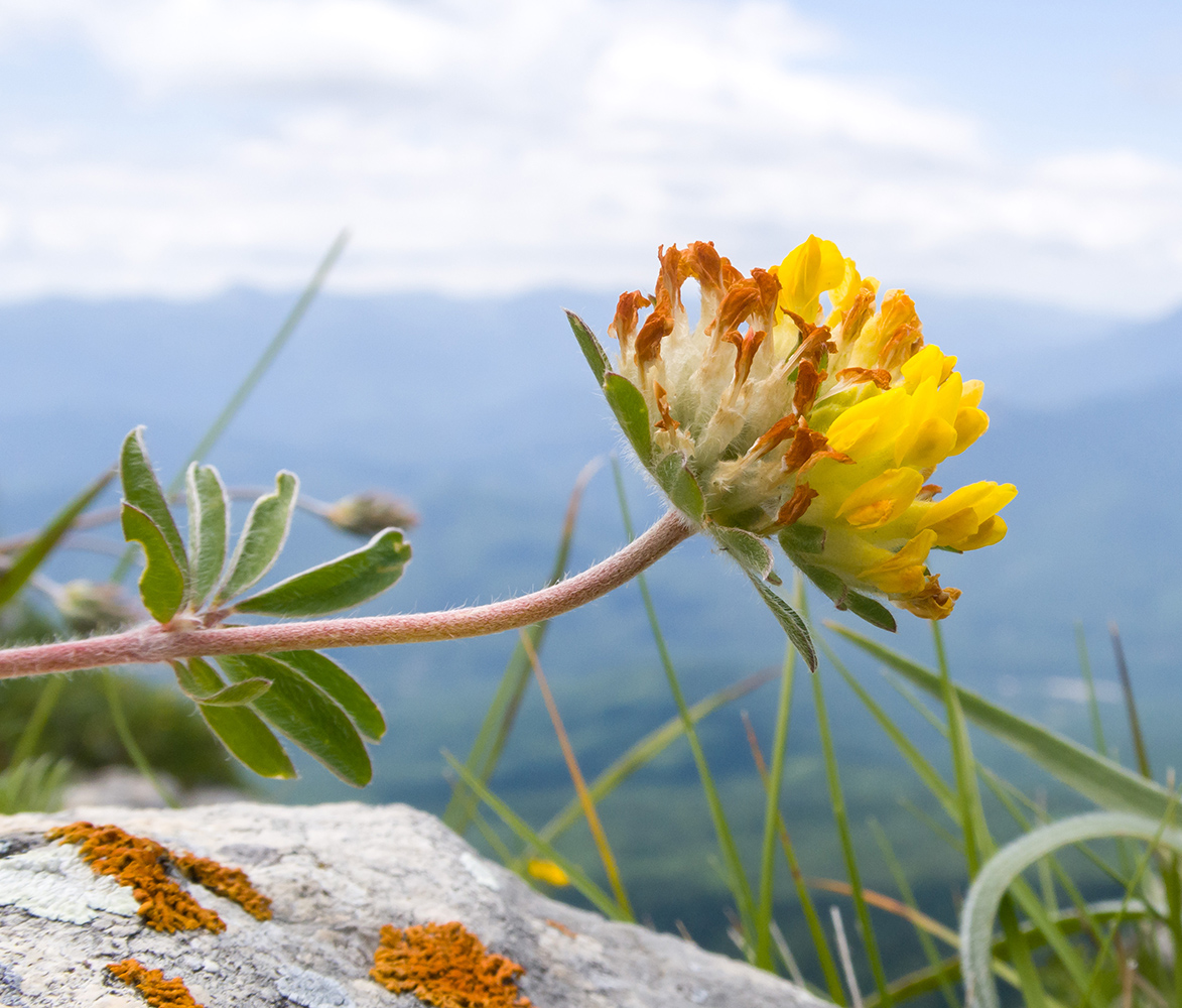 Изображение особи Anthyllis lachnophora.