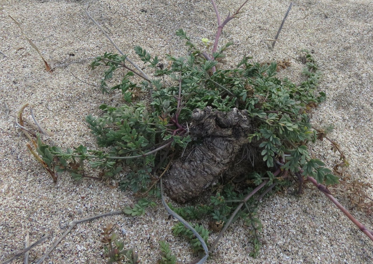 Image of Taeniopetalum obtusifolium specimen.