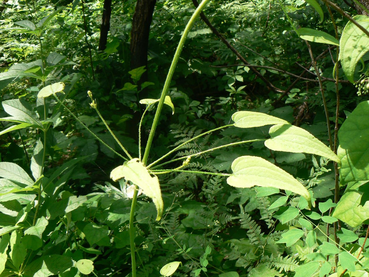 Image of Rubia cordifolia specimen.