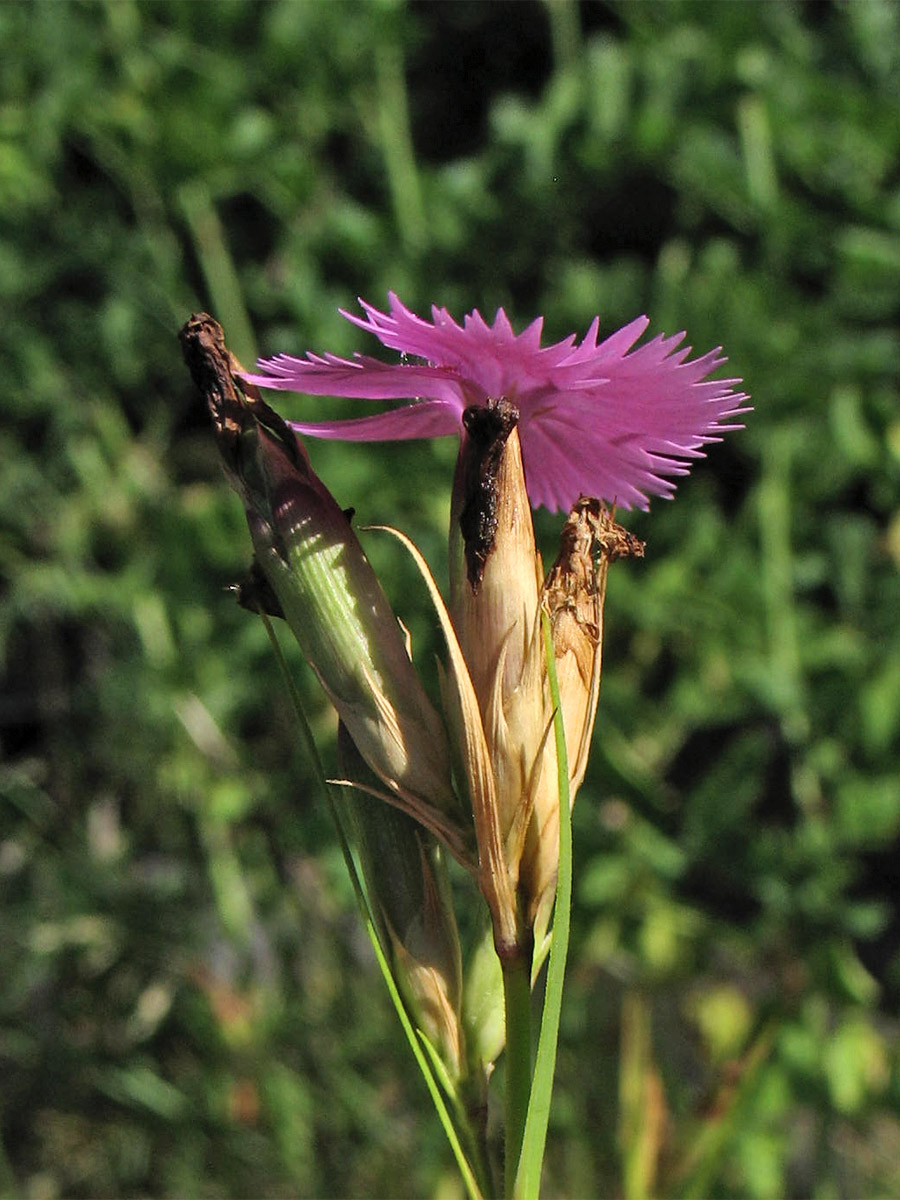 Изображение особи Dianthus seguieri ssp. glaber.