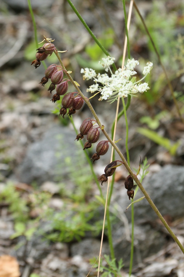 Image of Epipactis atrorubens specimen.