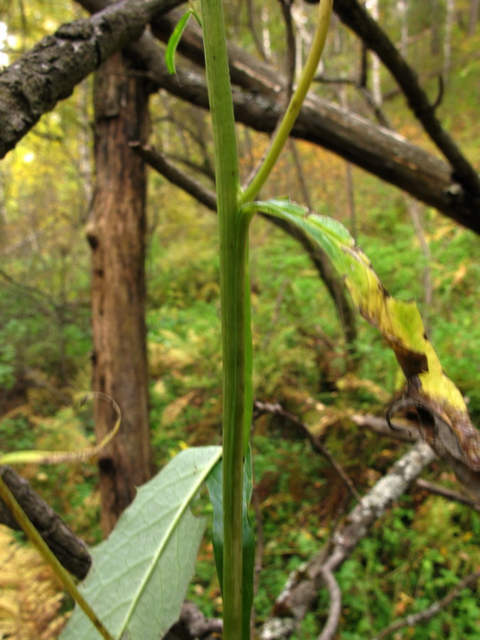 Image of Saussurea stolbensis specimen.