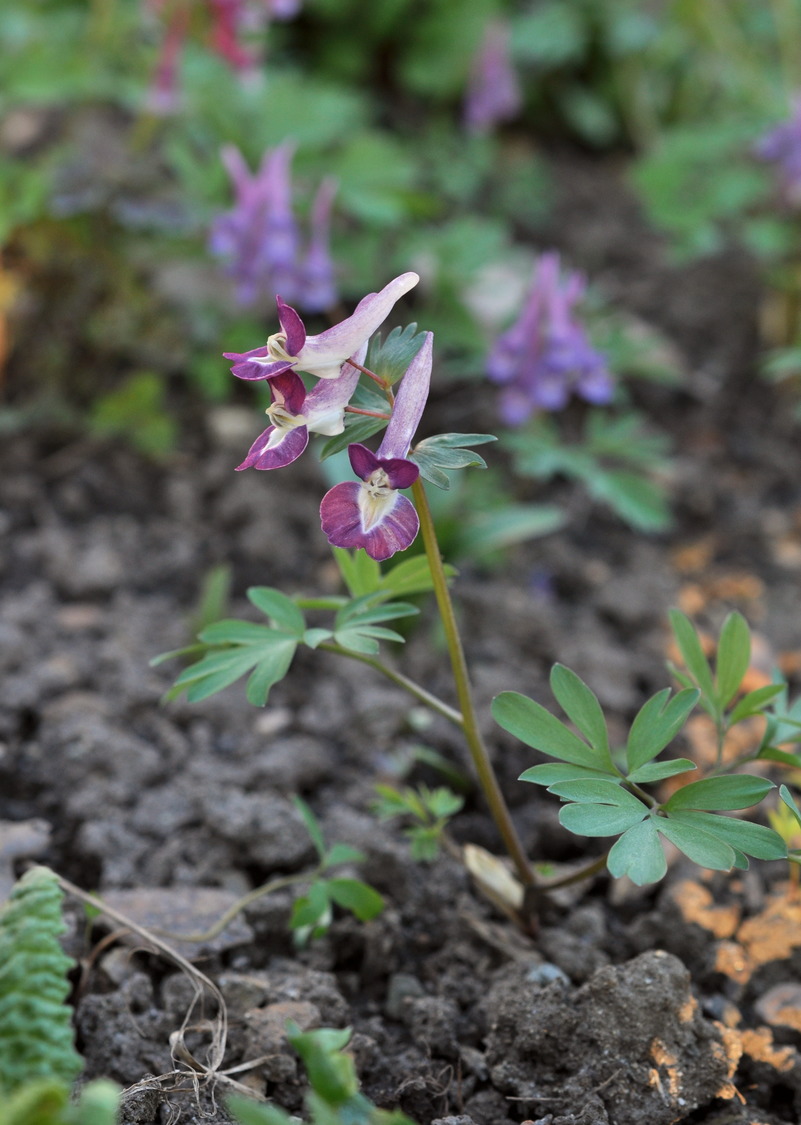 Изображение особи Corydalis &times; allenii.