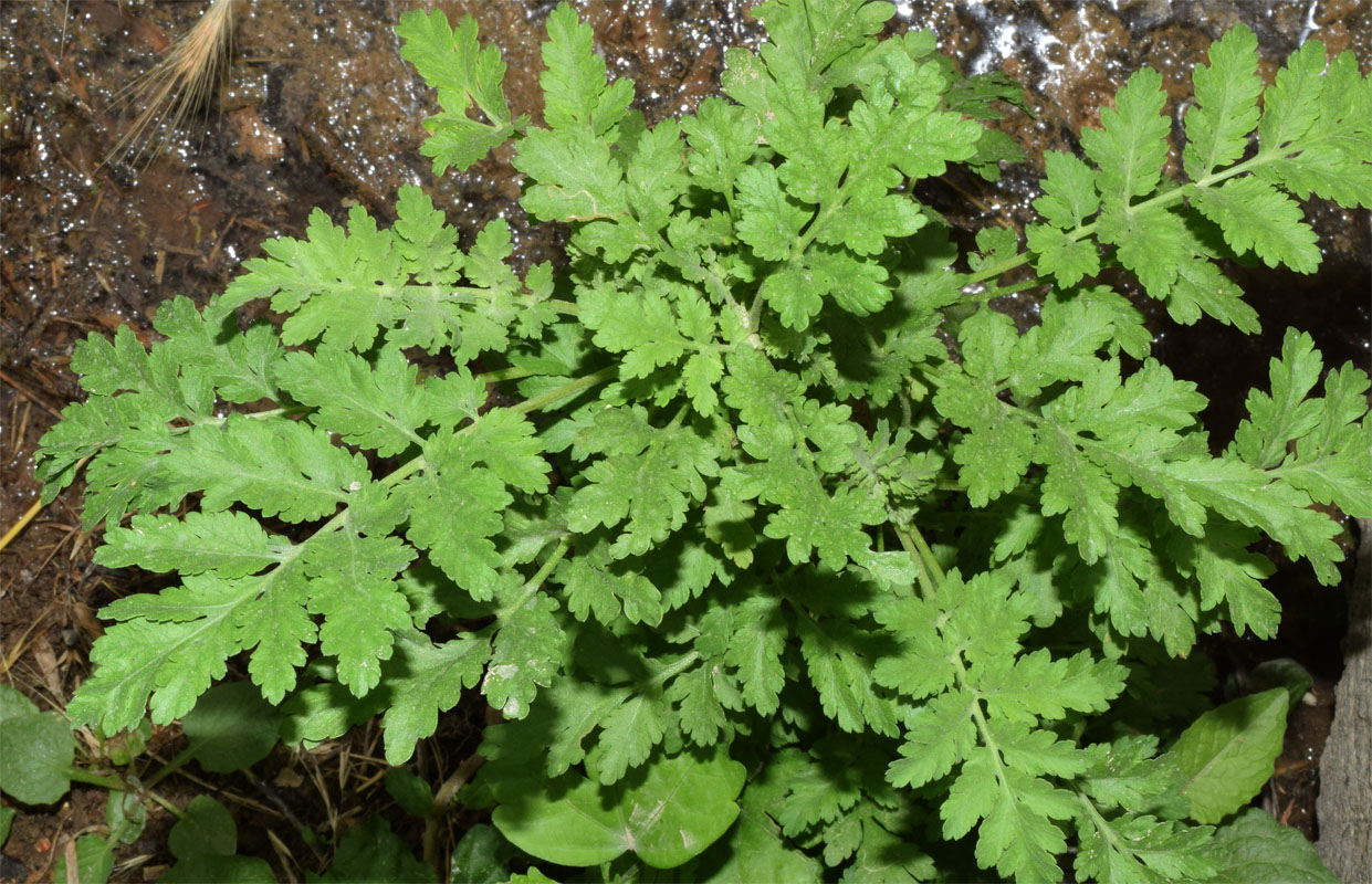 Изображение особи Pyrethrum parthenifolium.