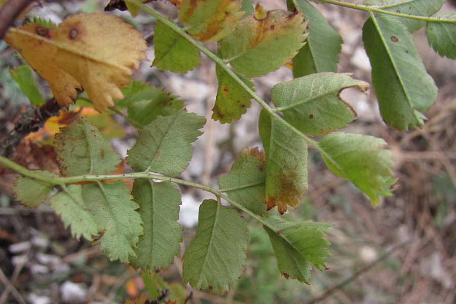 Image of Rosa spinosissima specimen.