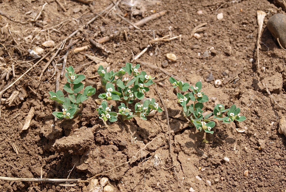 Image of genus Euphorbia specimen.